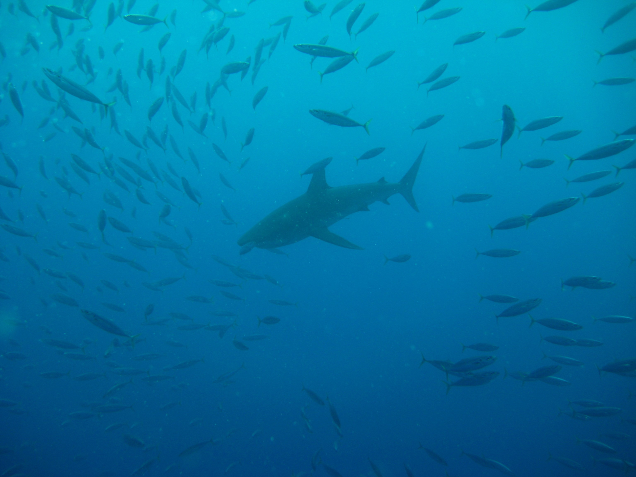 School of fusiliers disbursing as gray reef shark approaches