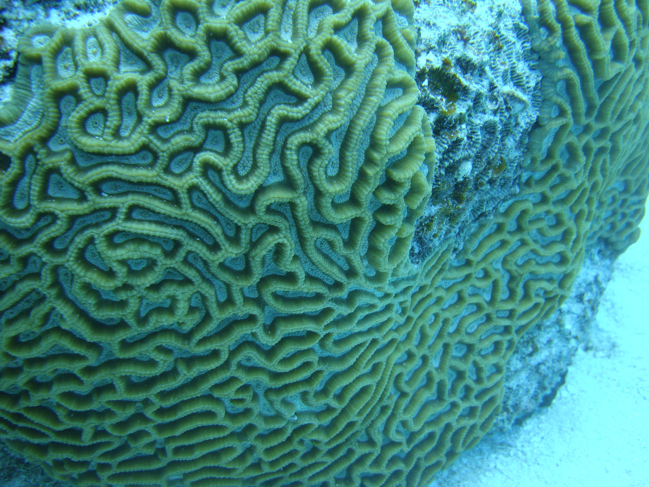 Faviidae coral