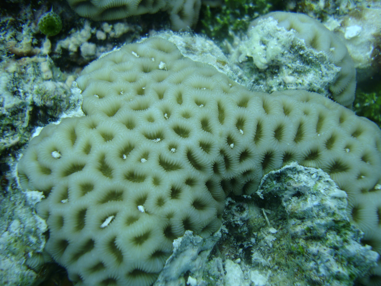 Faviidae coral Goniastrea ? sp