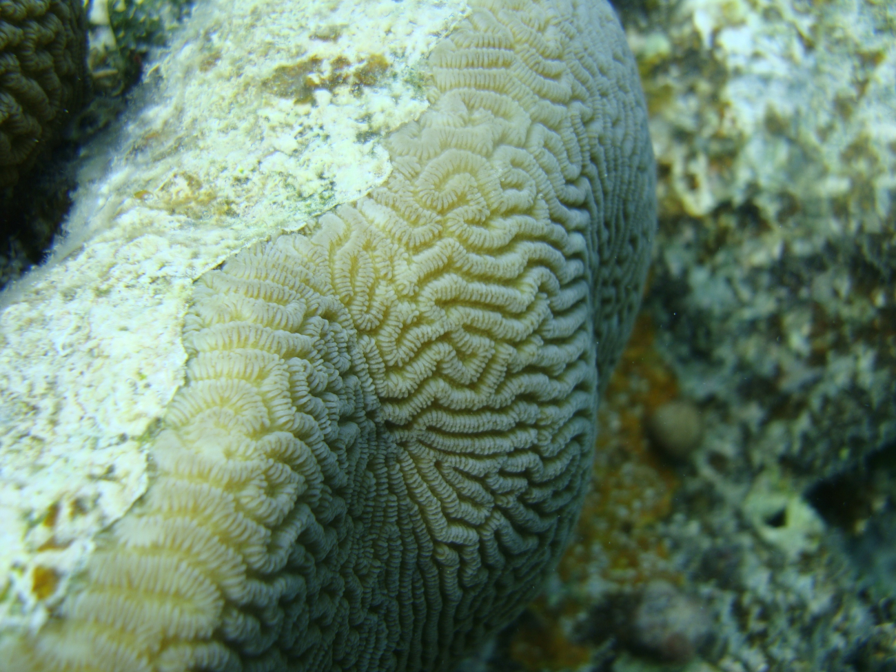 Faviidae coral Leptoria phrygia