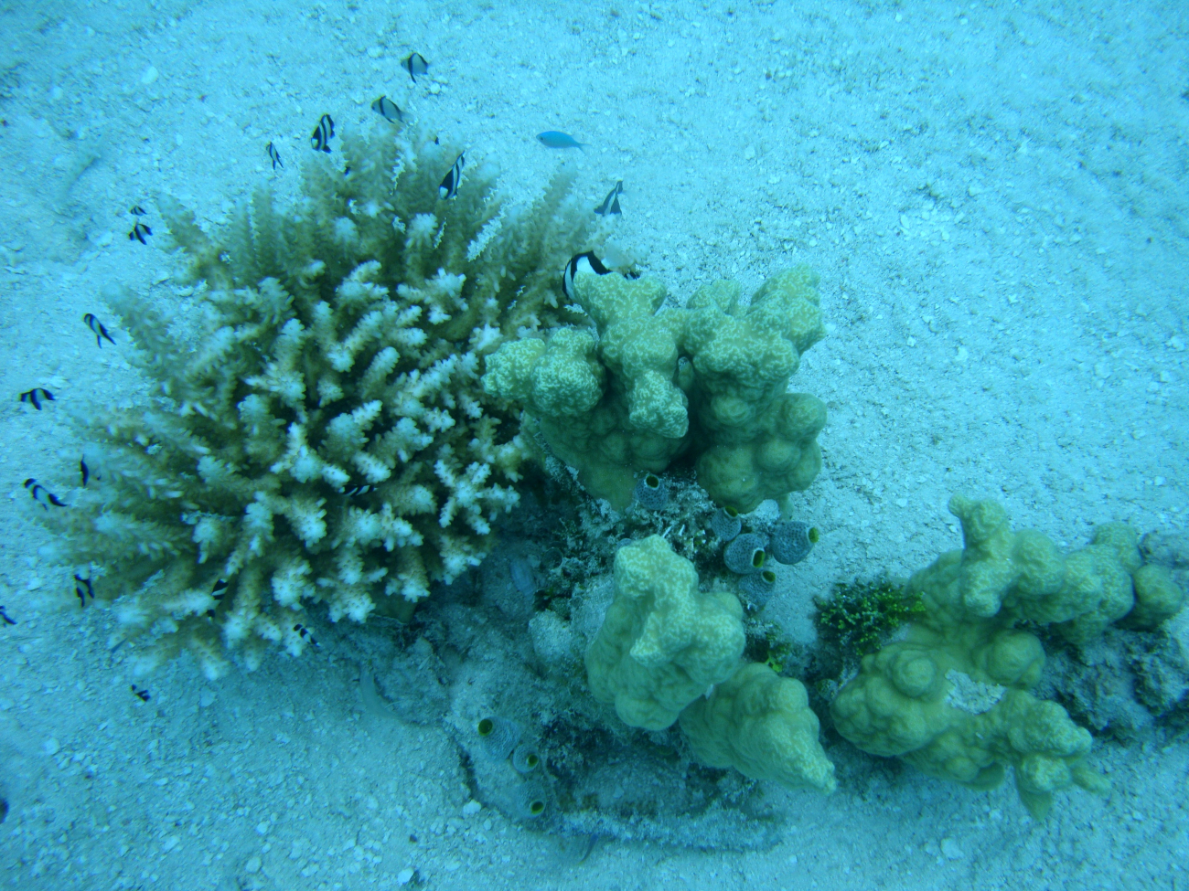Two species of coral with Acropora sp