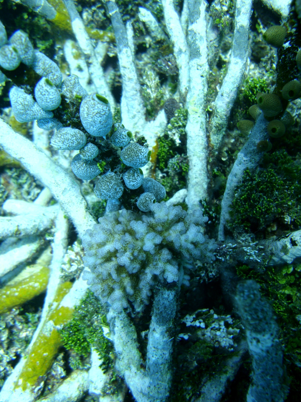 Dead staghorn coral with attached tunicates and algae