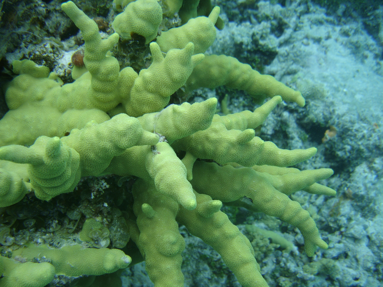 Scleractinian coral