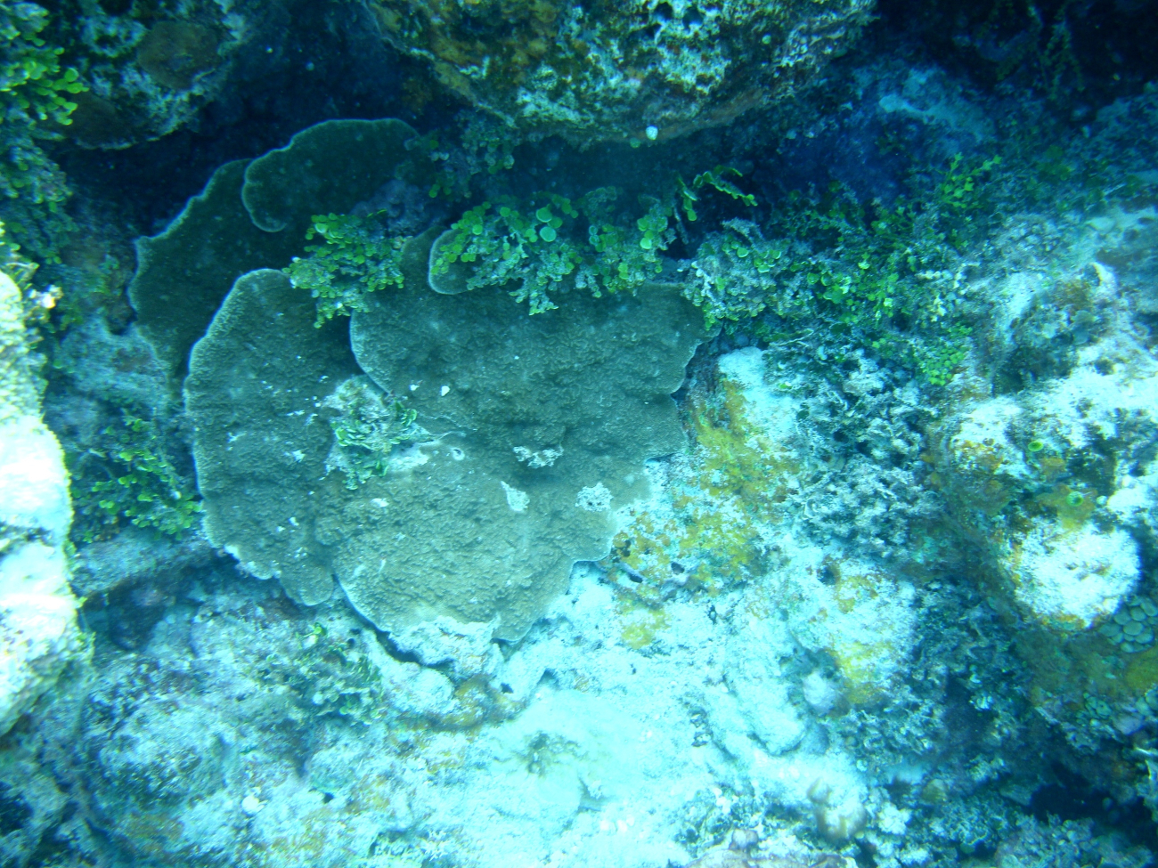 Acroporidae coral