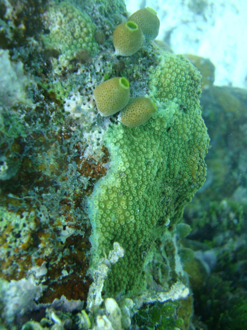 Star coral with tunicates