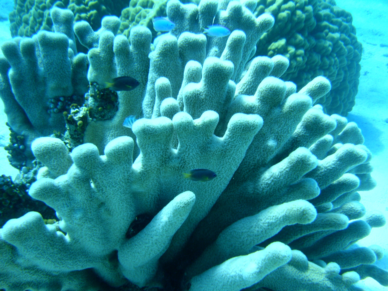 Poritidae coral Porites sp