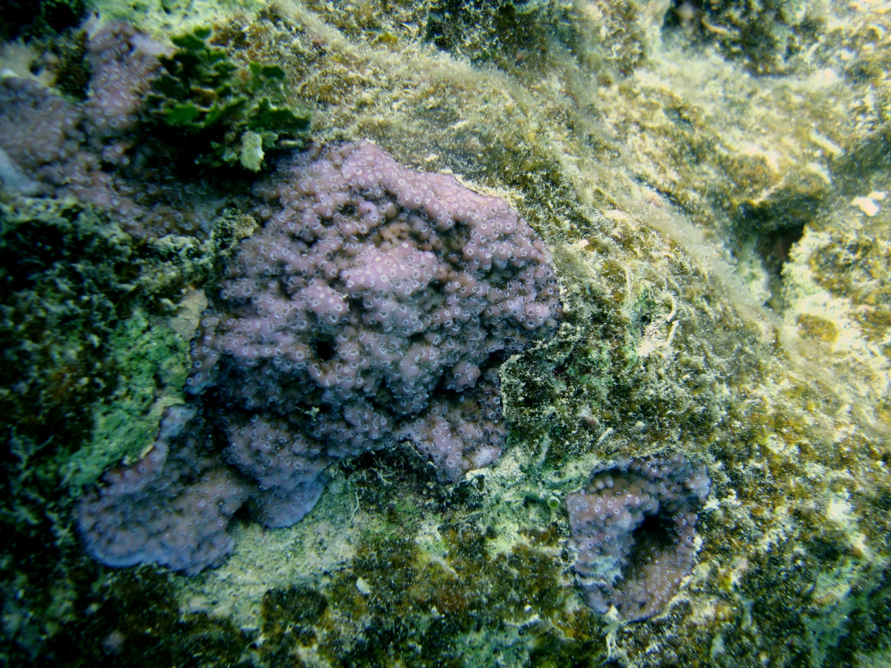 Acroporidae coral Montipora sp