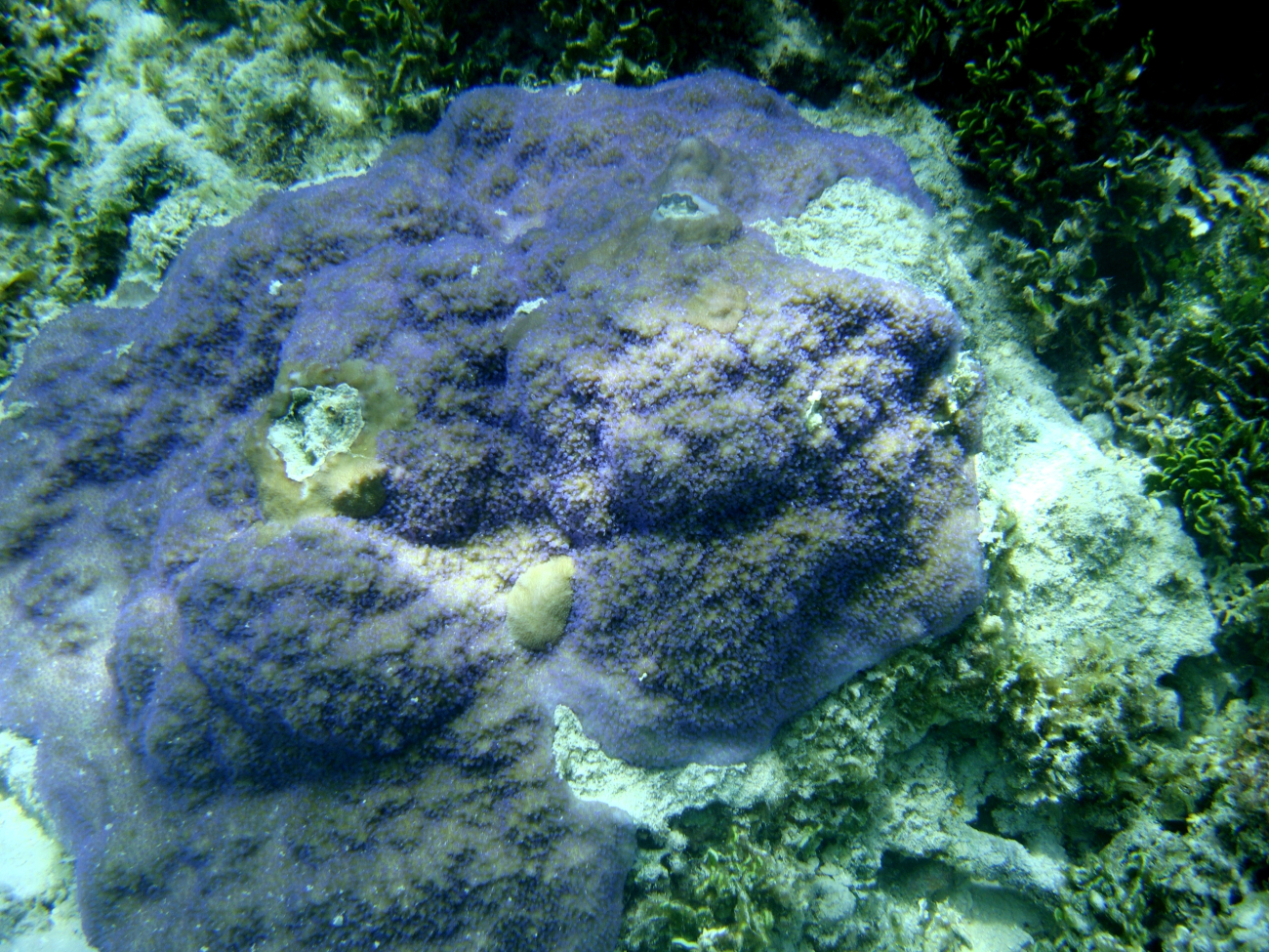 Acroporidae coral Montipora sp