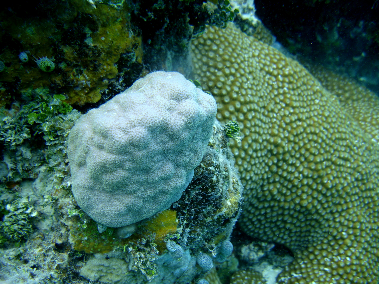 Faviidae coral in center with star coral to right