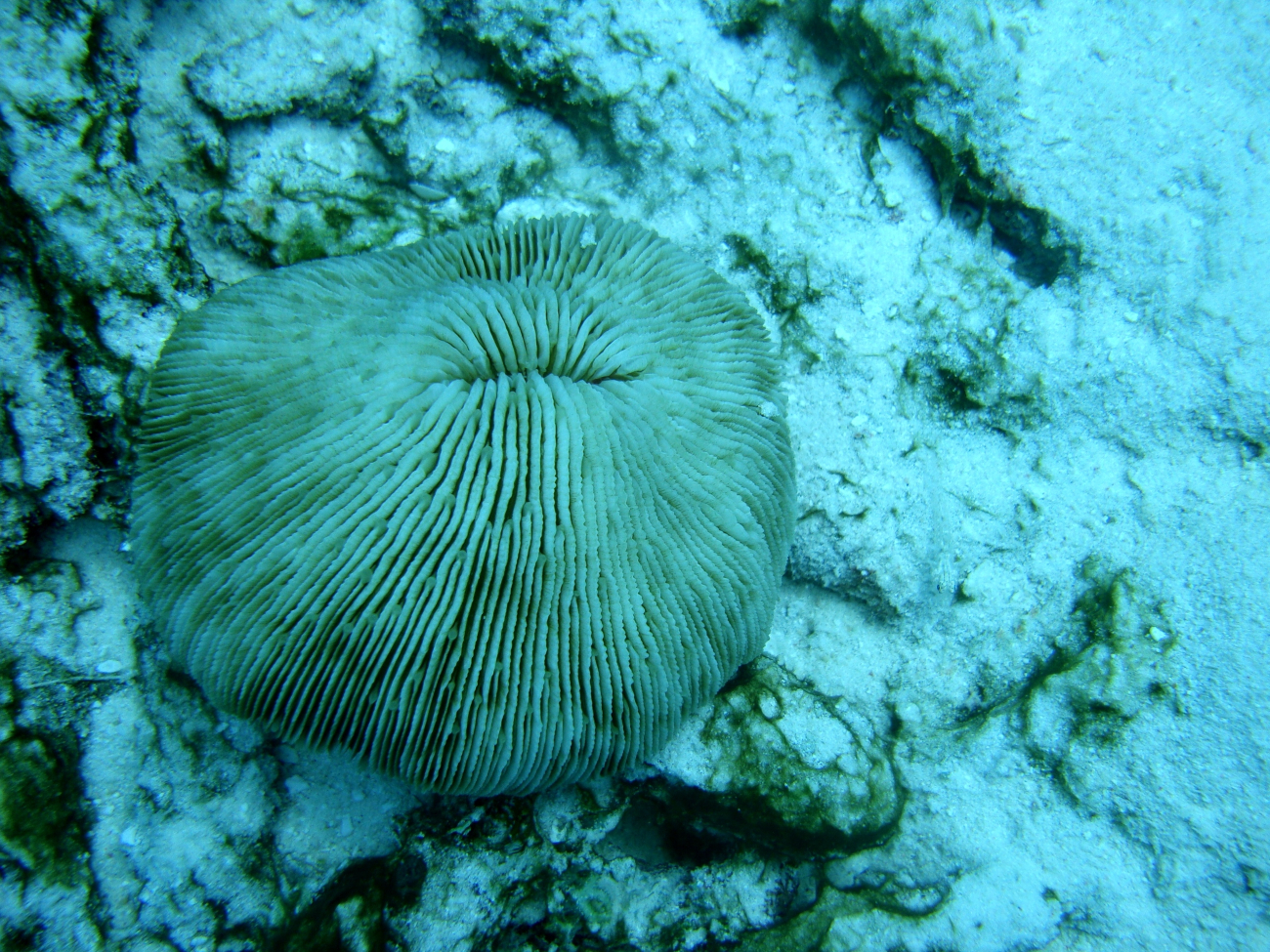 Fungiidae coral Fungia fungites