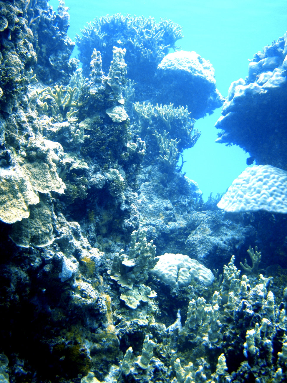 Multiple scractinian coral species