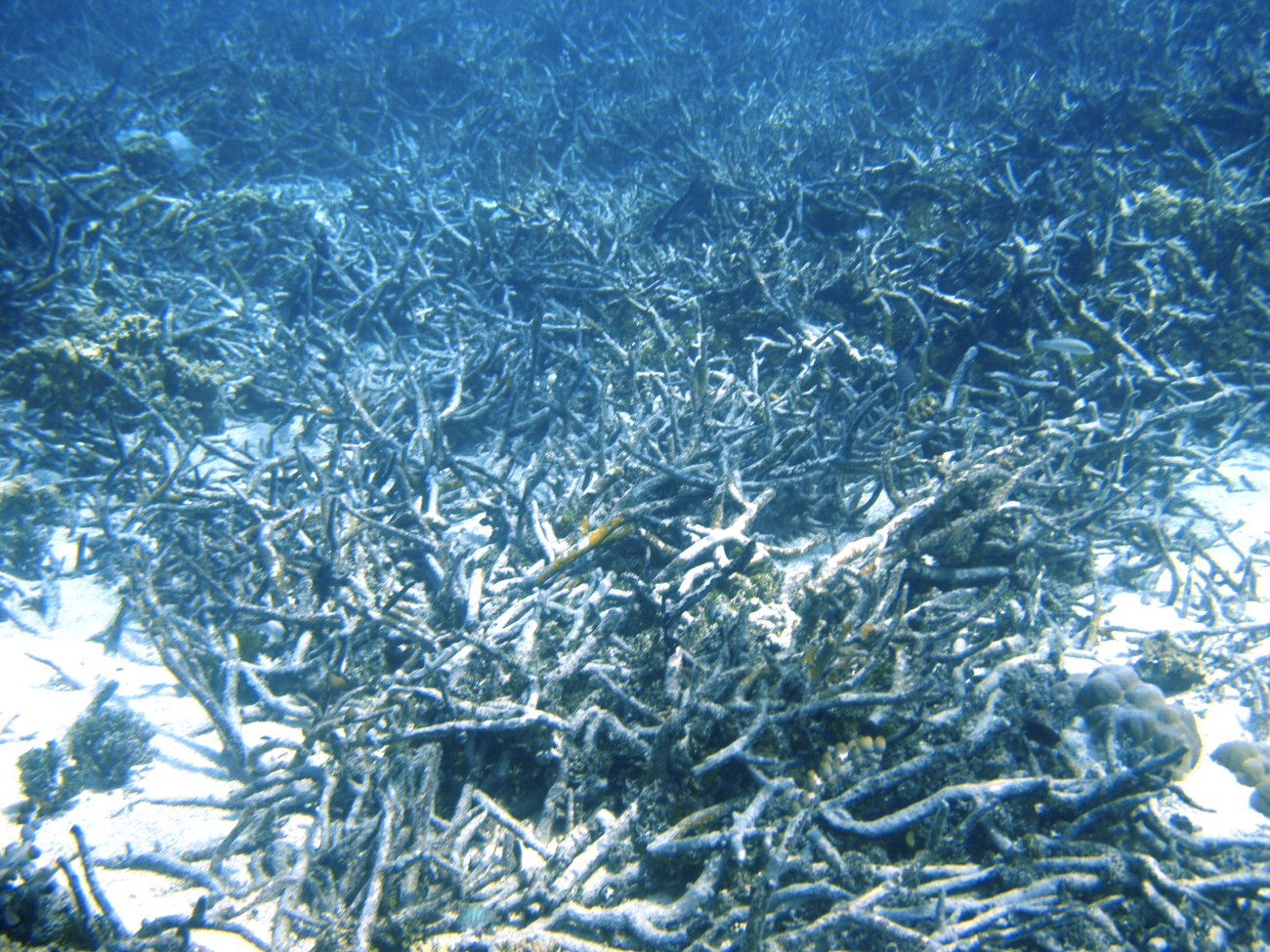 Dead staghorn coral
