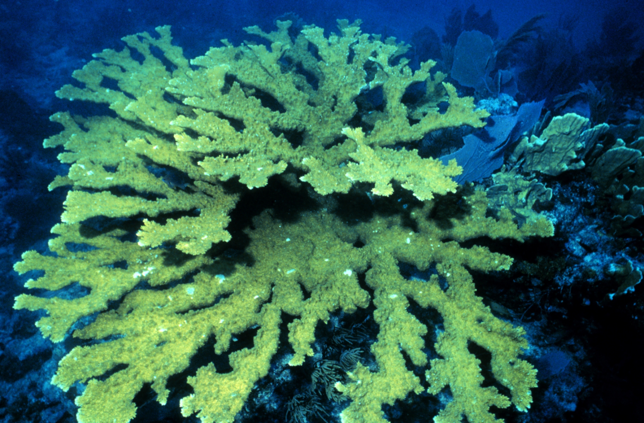 An elkhorn coral colony