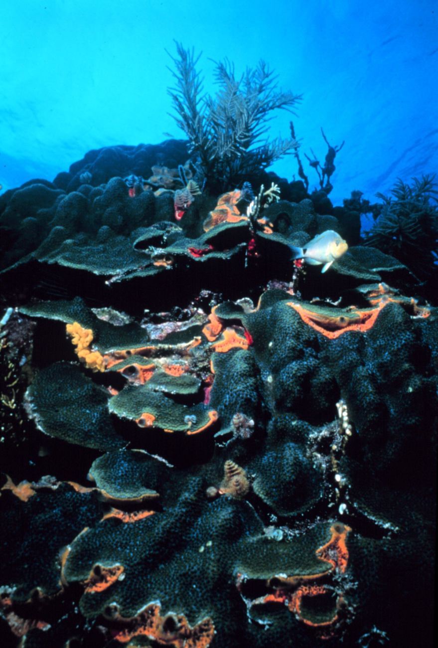 A colony of boulder star coral
