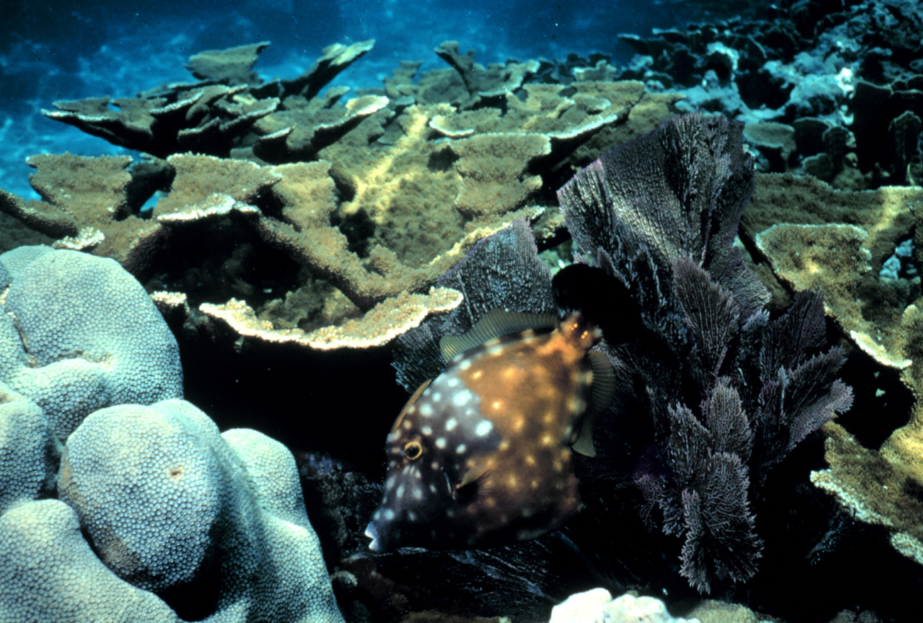 Elkhorn coral and a white-spotted filefish