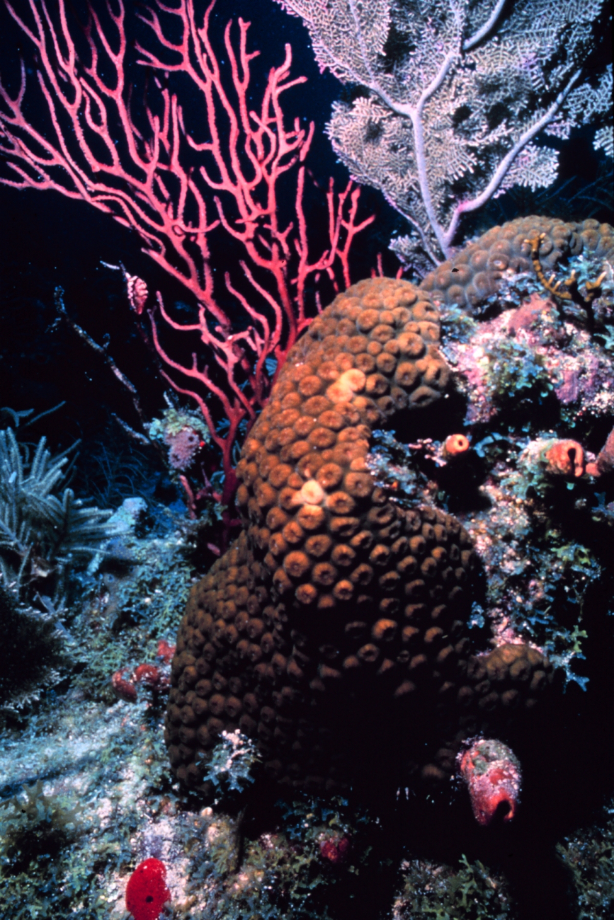 Reef scene with sea rods
