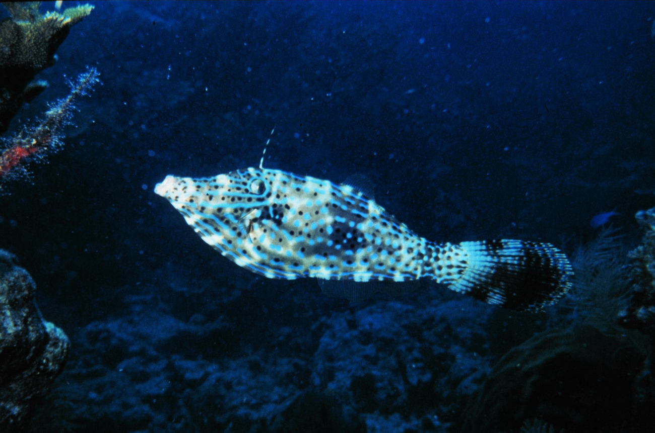 A scrawled filefish