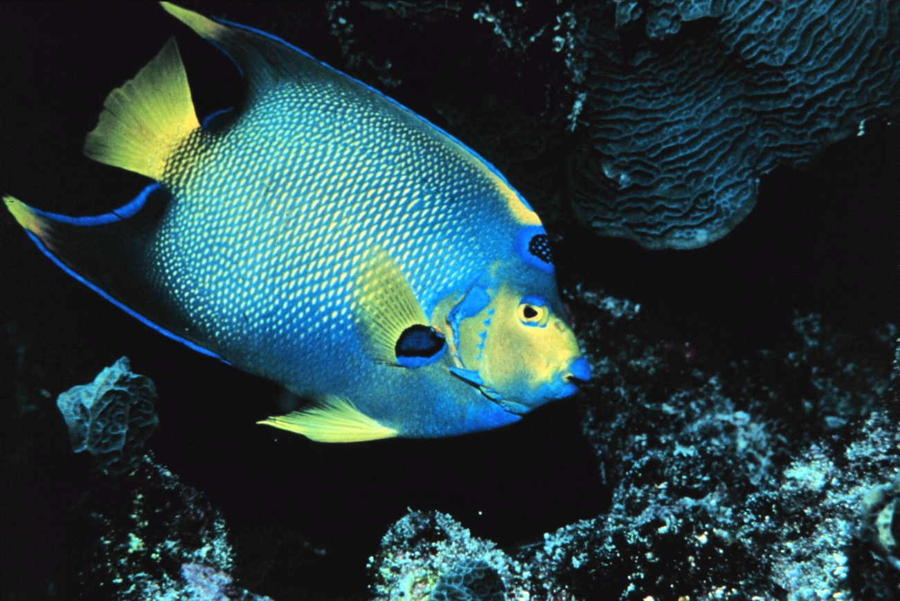 Queen angelfish at the reef