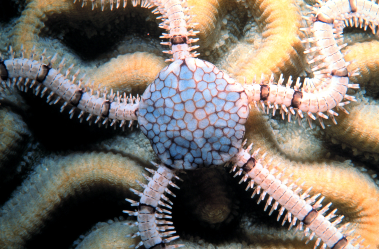 A reticulated brittle star