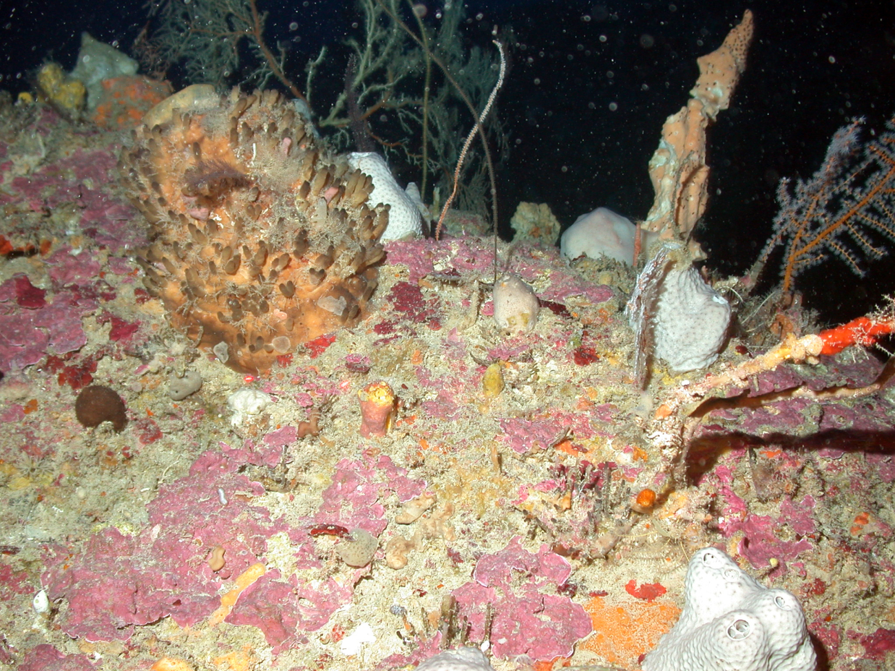 A variety of sponges and corals on a rock outcrop during night observations
