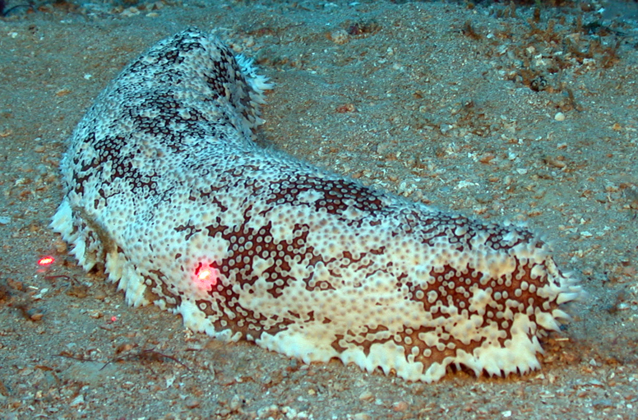 An orange and white holothurian, or as is commonly called, sea cucumber