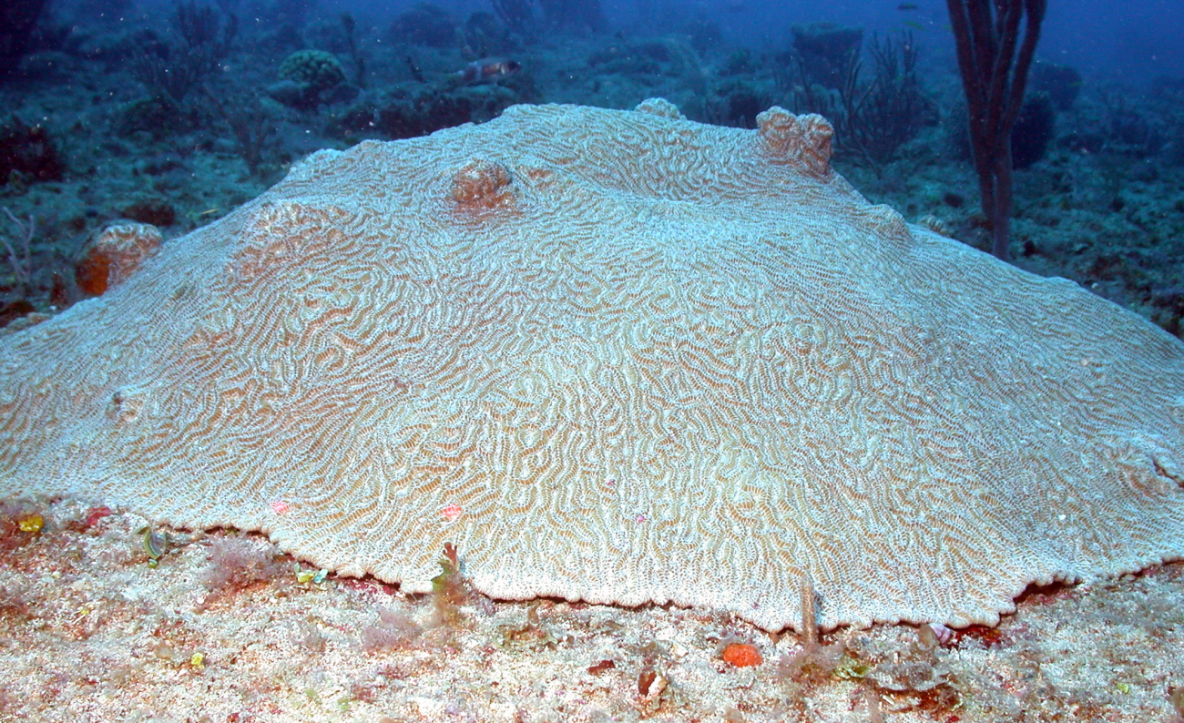 A brain coral