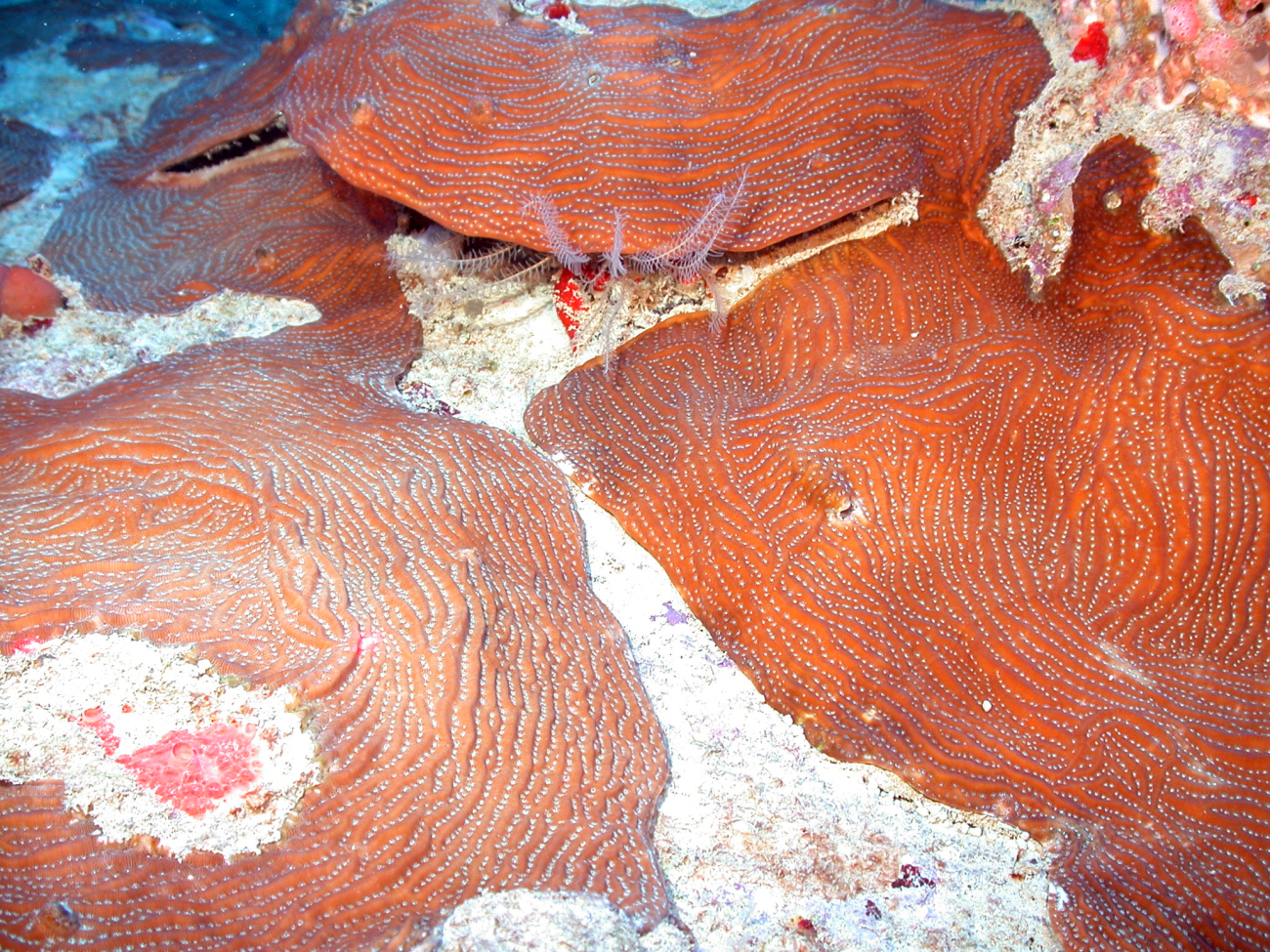 Reddish brown plate coral