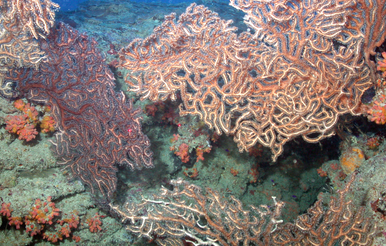 Gorgonian coral bushes and small red cup corals