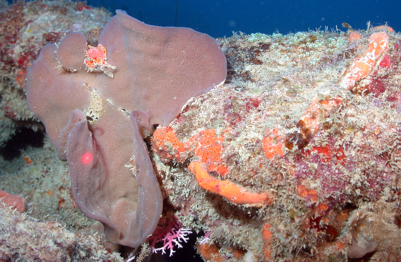 A large brown sponge, smaller orange sponges, and a pink and white stylastercoral at the bottom of the image