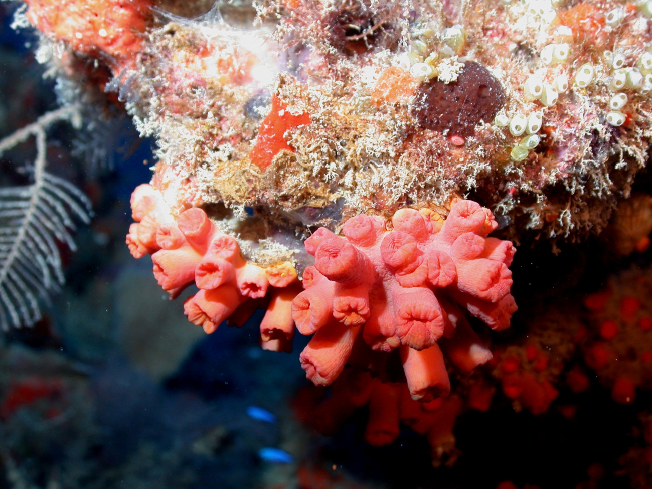 Orange cup corals with tunicates at top right
