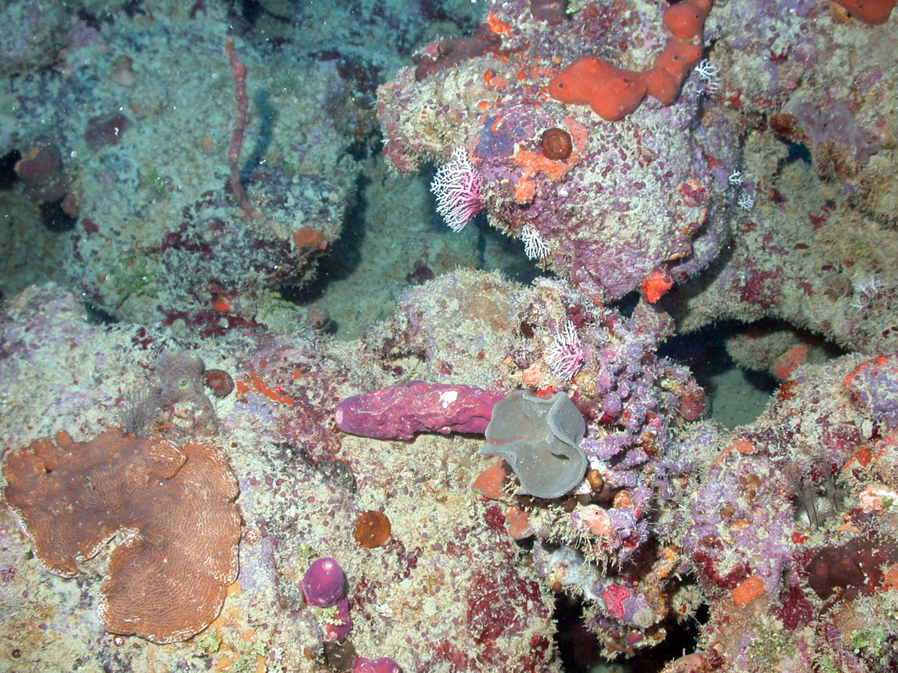 Sponges, plate coral, and stylaster corals (pink and white) on a colorful hardsubstrate