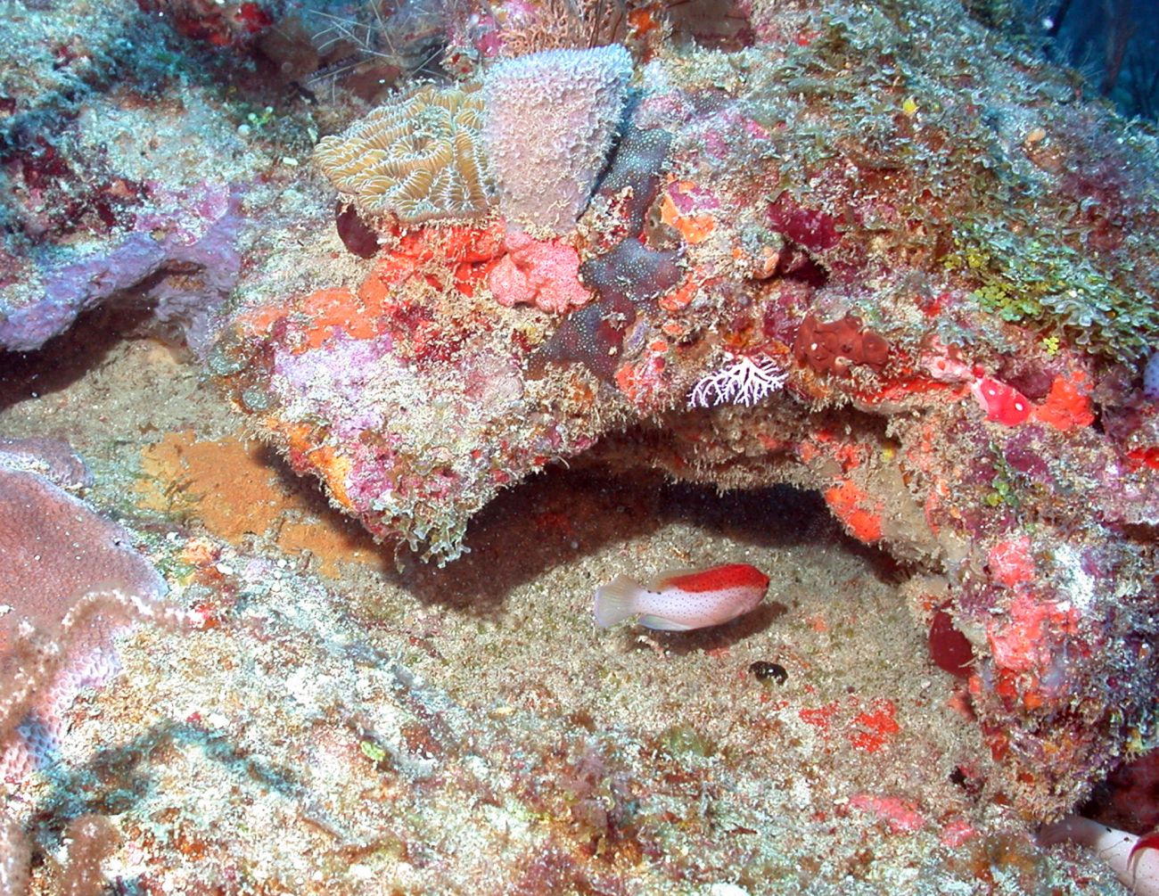 Corals, sponges, algae, and hydroids are all visible with a juvenile coney inthe center foreground