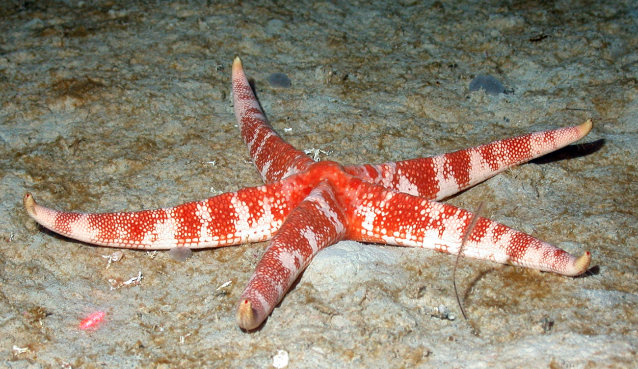 A comet starfish (Ophidiaster guildingi) on a hard substrate