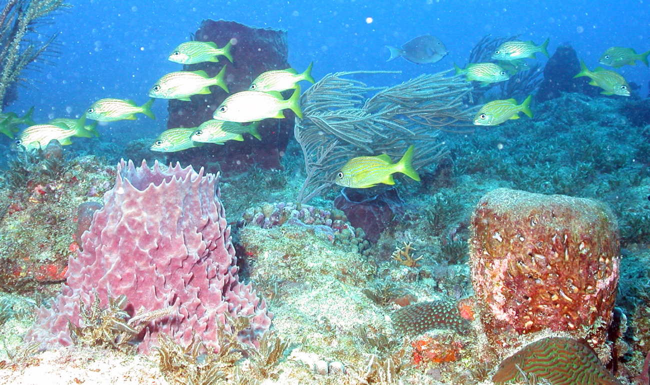 A school of French grunts (Haemulon flavolineatum) cruise through a seascape oflarge sponges, gorgonian corals, and other biota