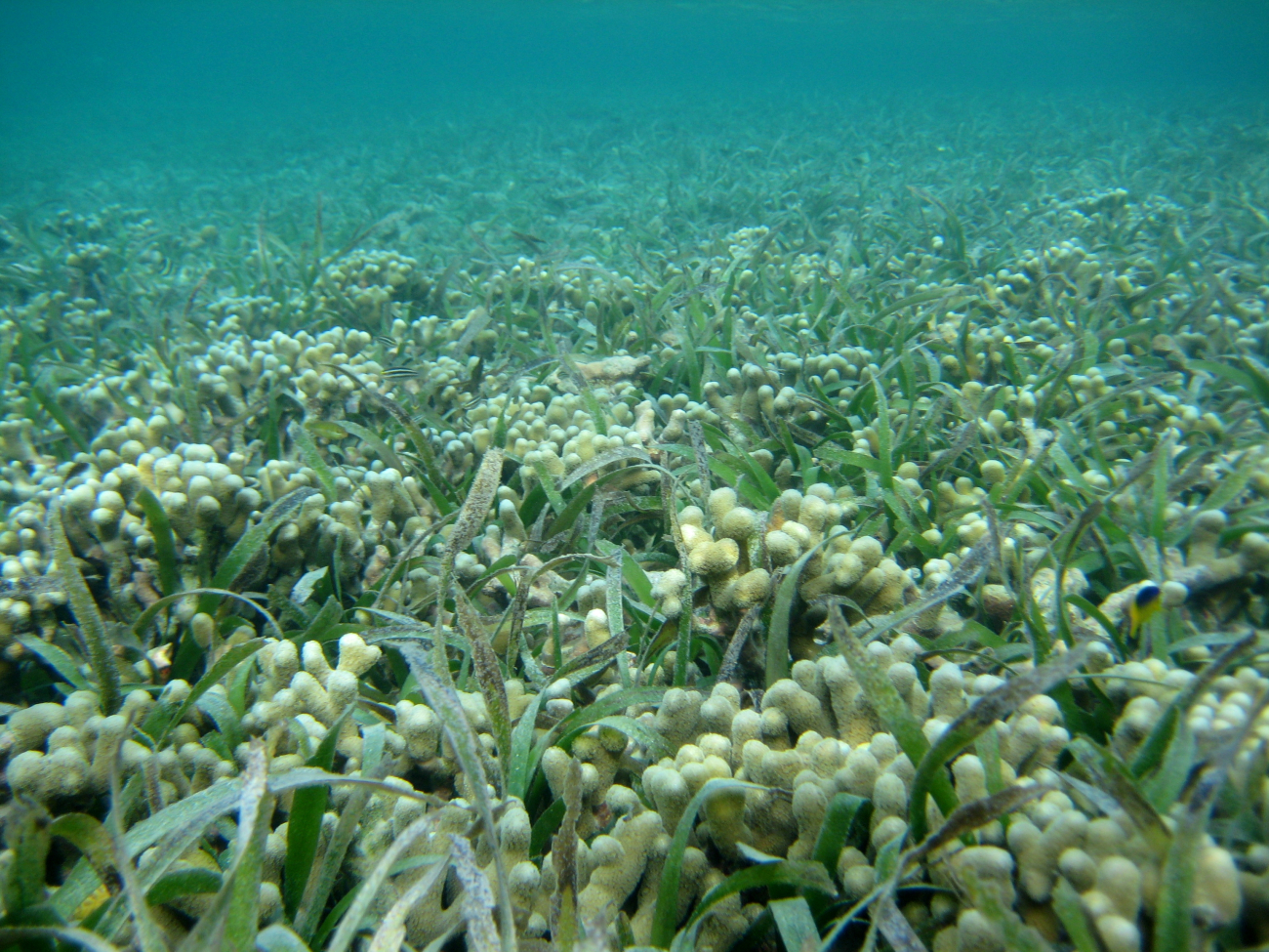 Finger coral (Porites porites) interspersed with turtle grass (Thalassiatestudinum)
