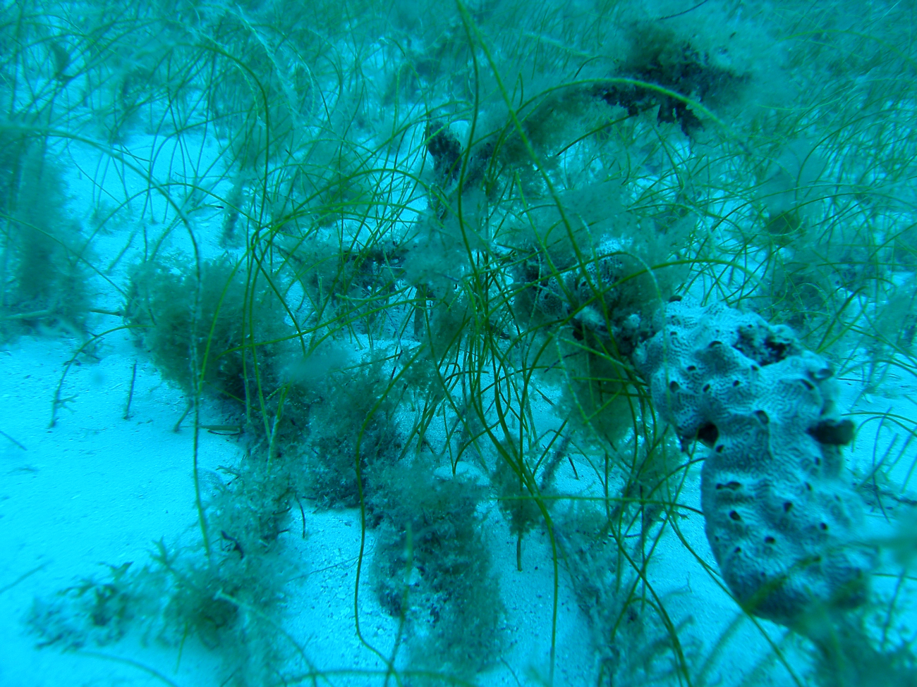 A Porifera sp