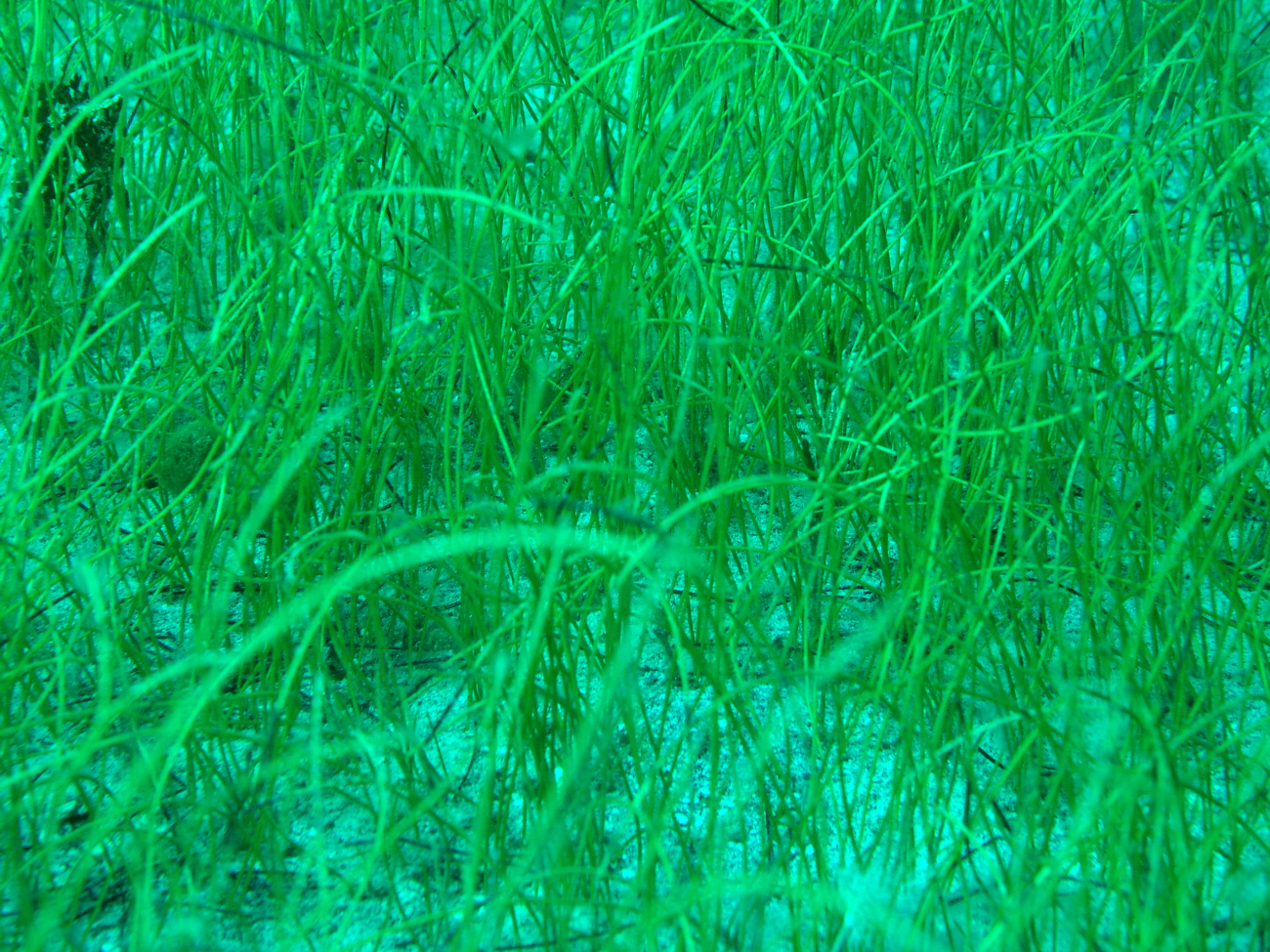 Manatee grass (Syringodium isoetifolium)