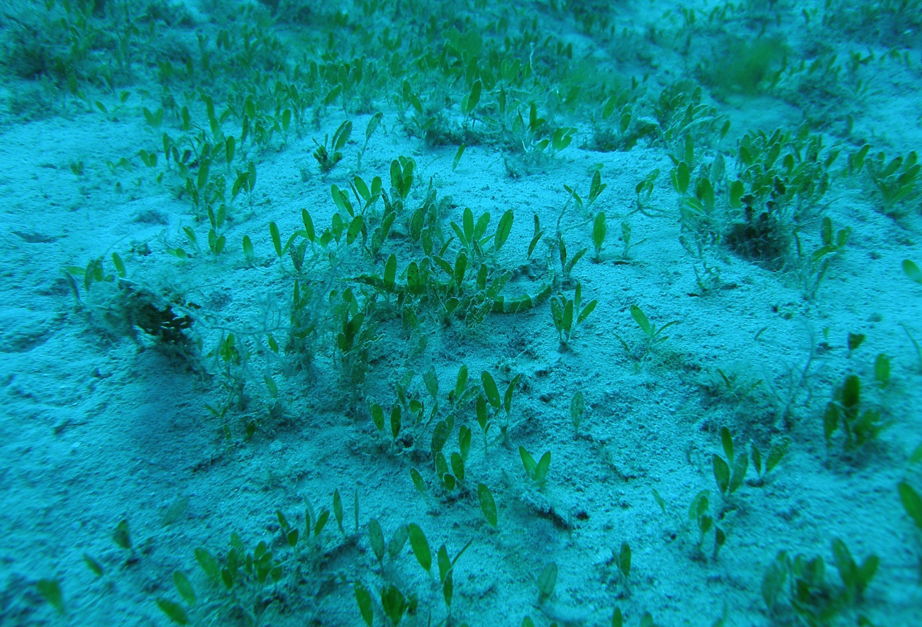 A well-camouflaged pipefish (Sygnathus dawsoni) in a a stand of Halophiladecipiens