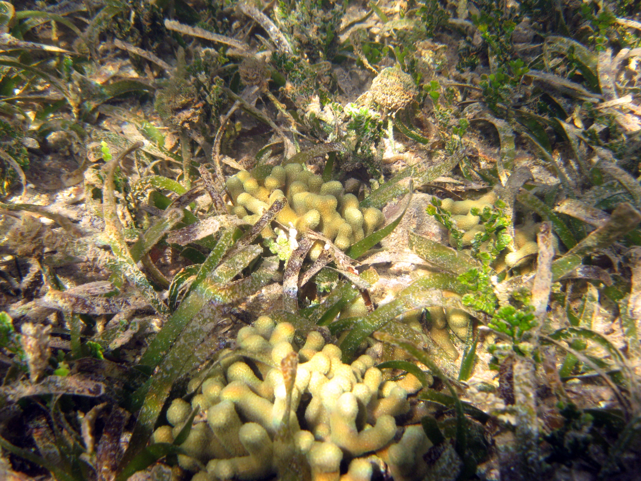 Halimeda, finger coral (Porites porites), and turtle grass (Thalassia testudinum