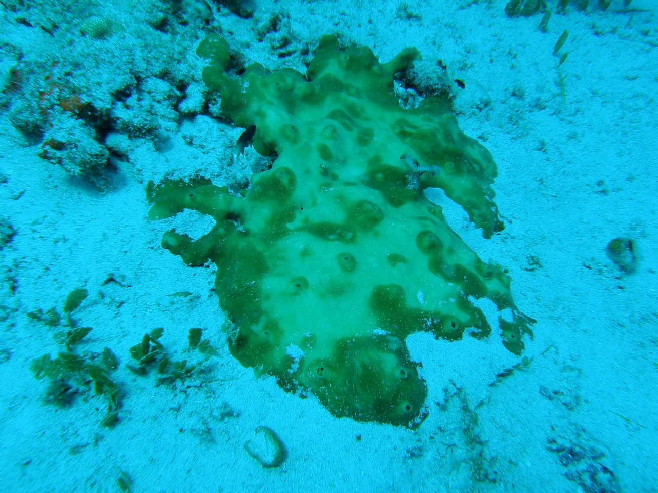 Caulerpa algae and a green encrusting sponge (Porifera sp