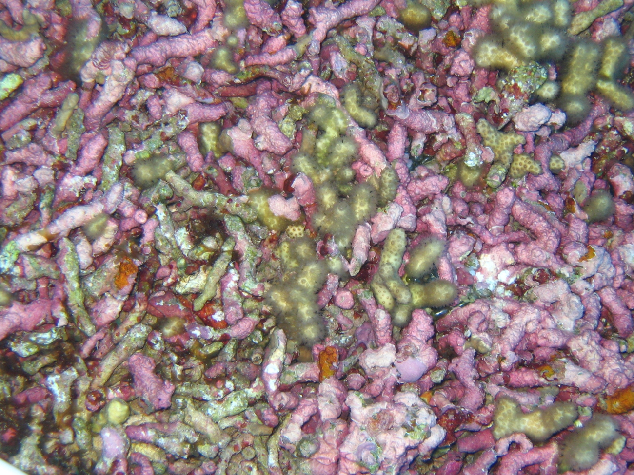 Yellow pencil coral (Madracis mirabilis) and crustose coralline algae (Rhodohyta sp