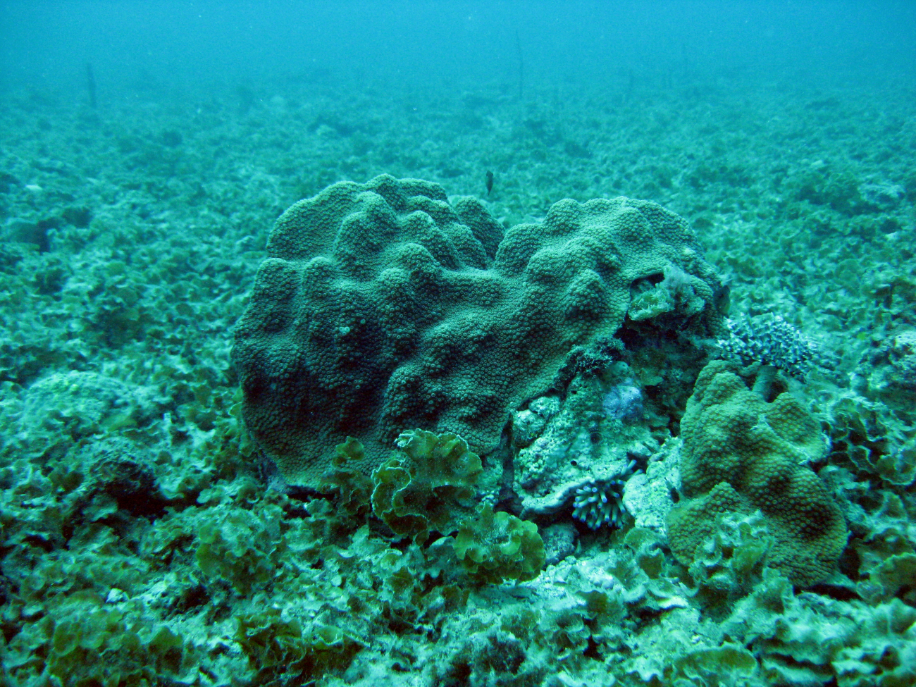 Boulder star coral complex (Montastraea annularis) surrounded by encrustingfan-leaf algae (Lobophora sp