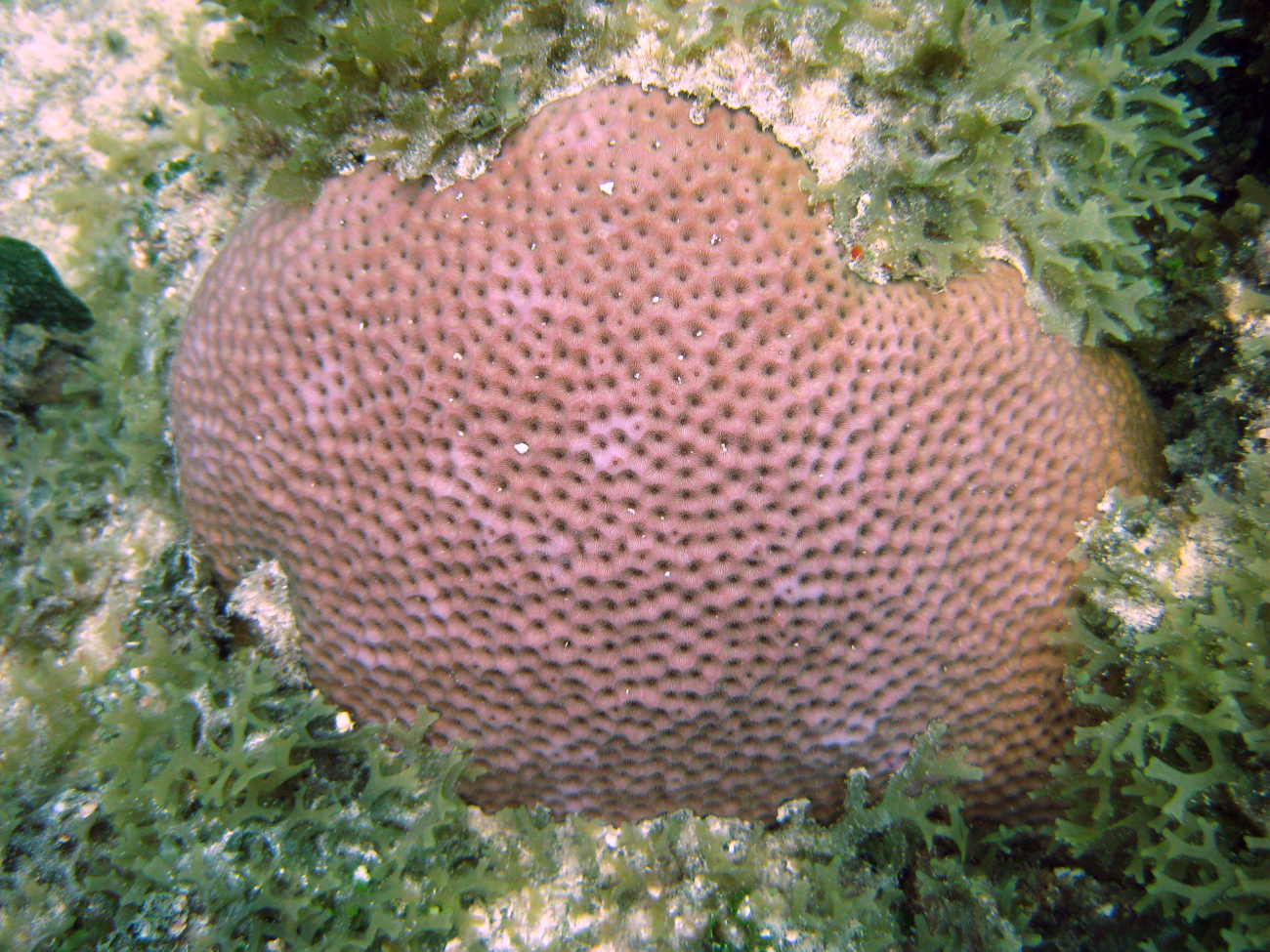A massive starlet coral (Siderastrea siderea) surrounded by Y branched algae(Dictyota sp