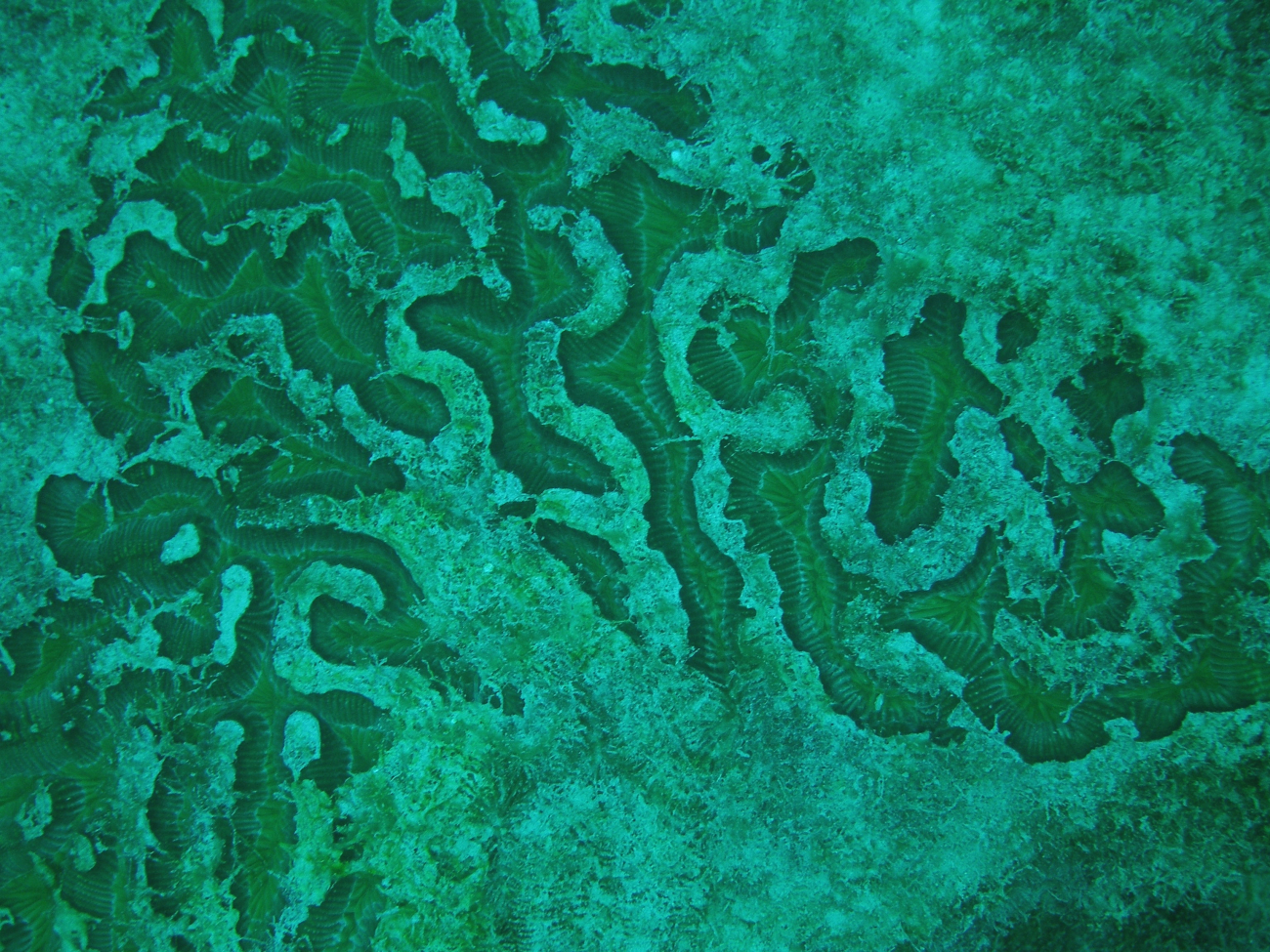 Boulder brain coral (Colpophyllia natans) and turf algae