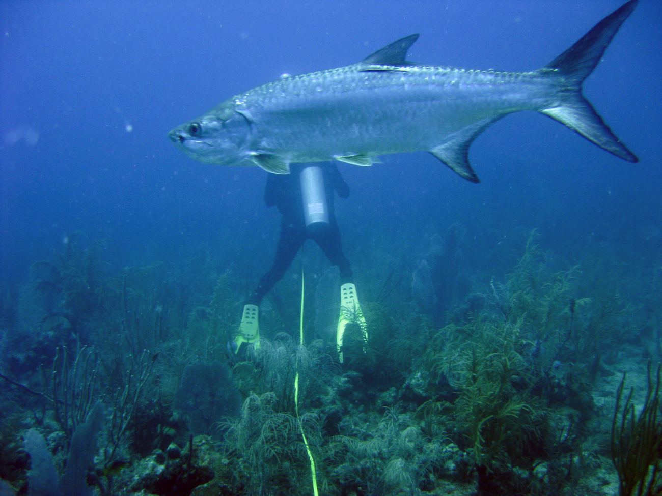 Tarpon (Megalops atlanticus) with scientist diver in the background