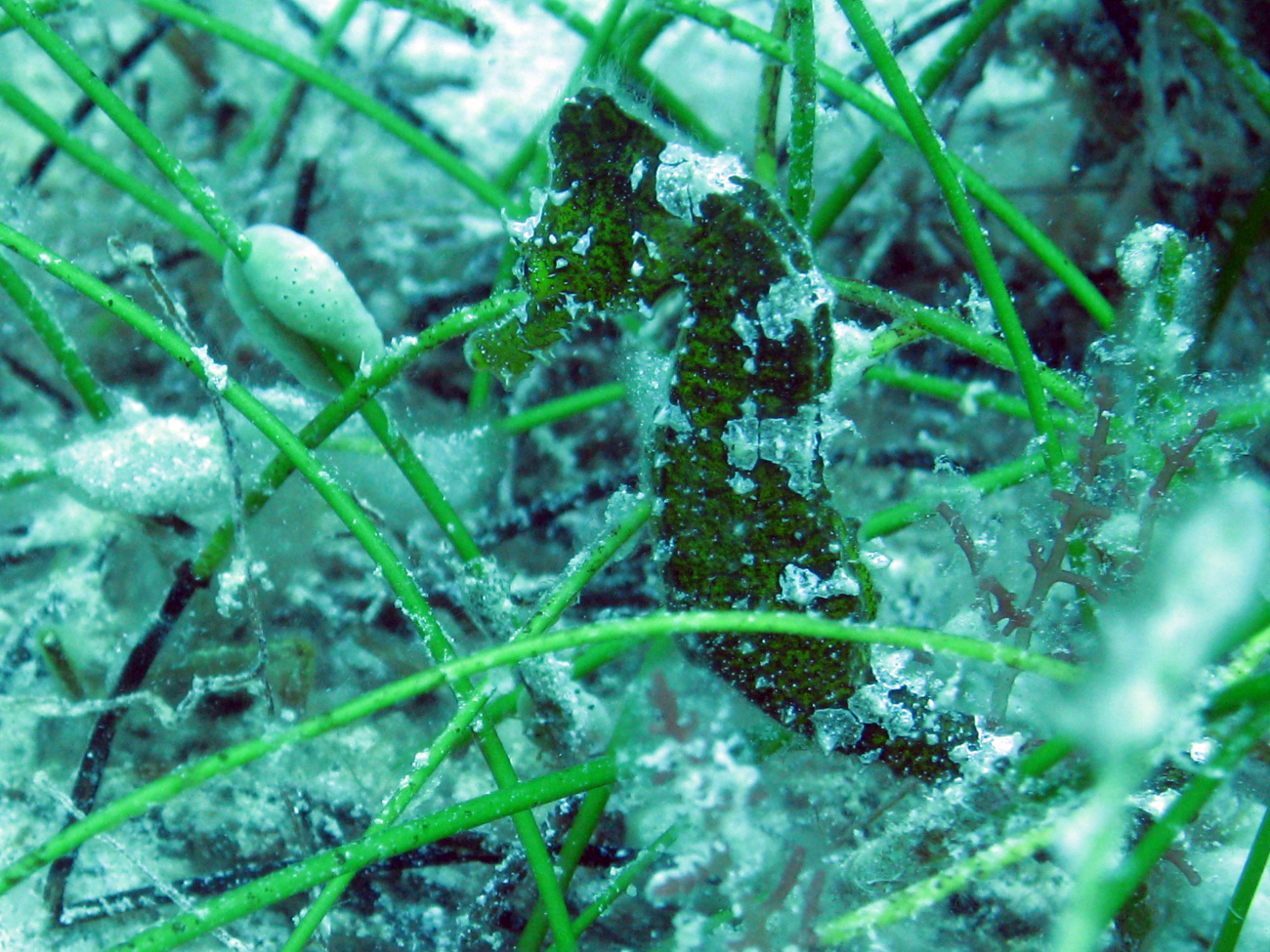 Longsnout seahorse (Hippocampus reidi)