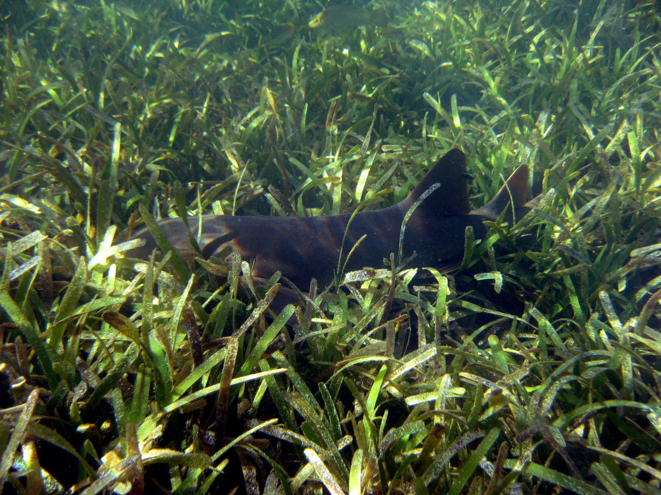 Nurse shark (Ginglymostoma cirratum) in turtle grass (Thalassia testudinum)
