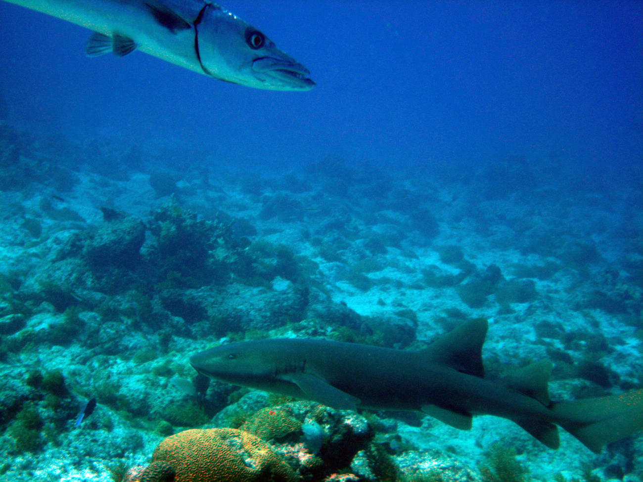 Great barracuda (Sphyraena barracuda) and nurse shark (Ginglymostoma cirratum)