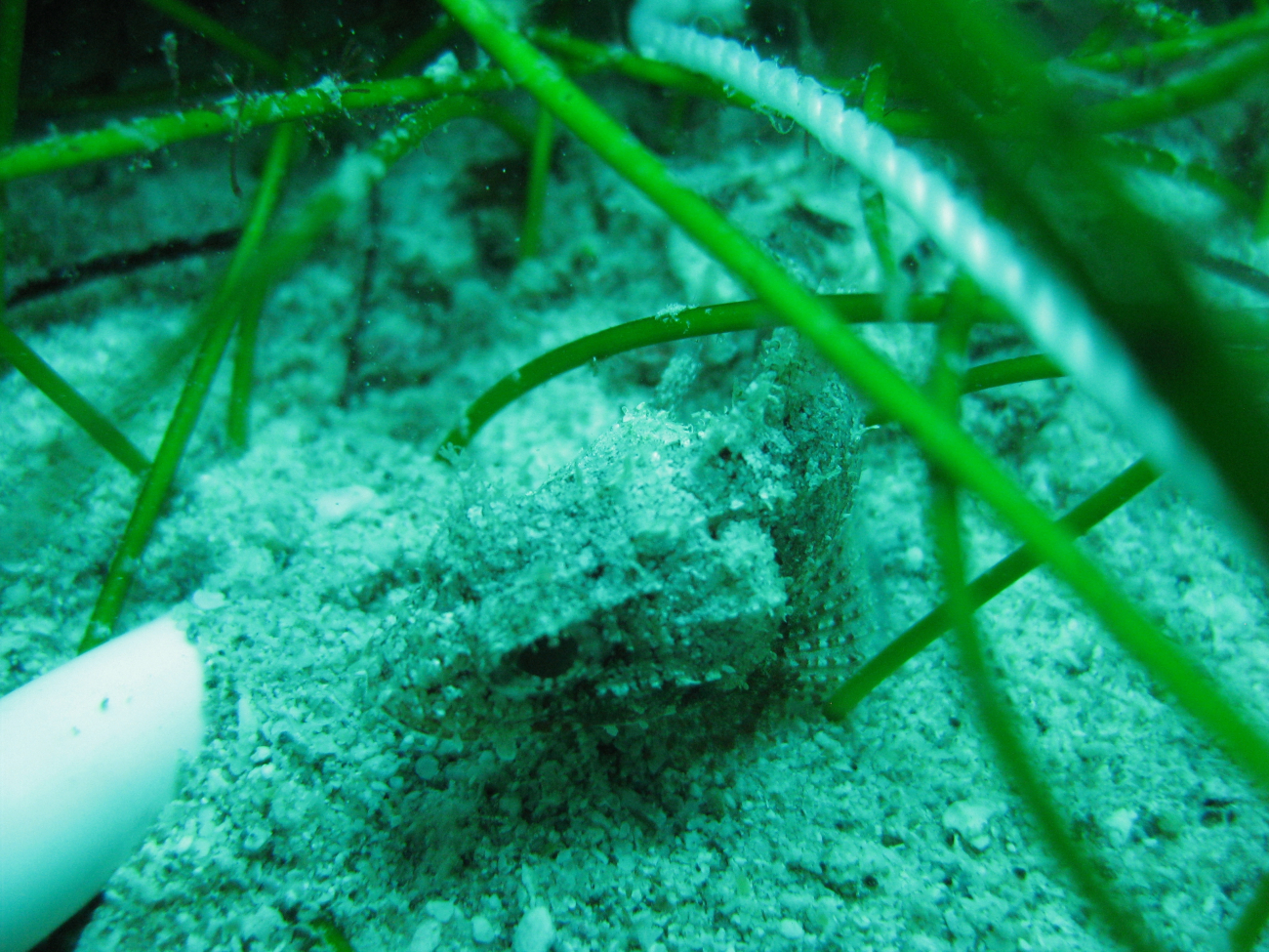 Spotted scorpionfish (Scorpaena plumieri) and manatee grass (Syringodiumisoetifolium)