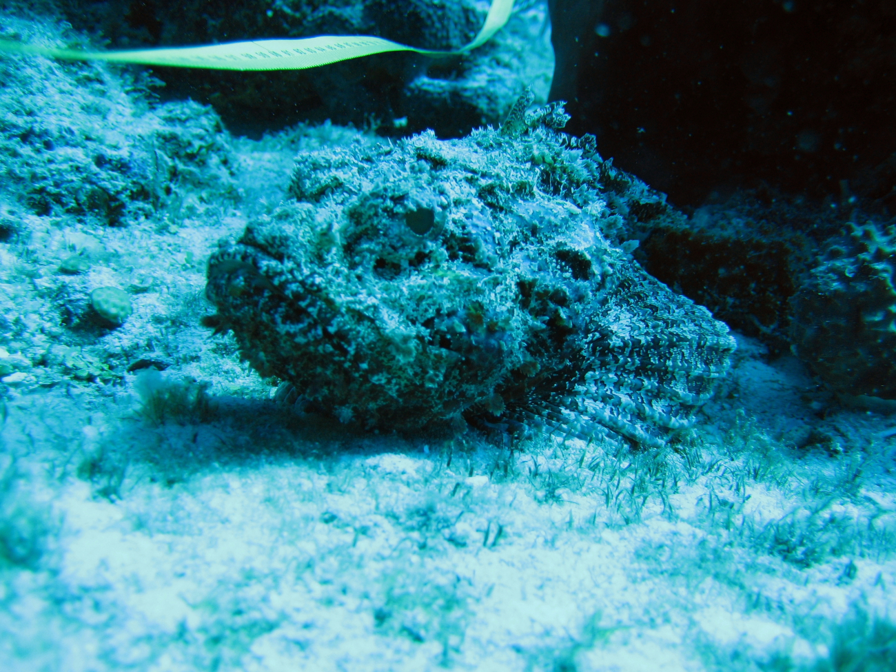 Spotted scorpionfish (Scorpaena plumieri)